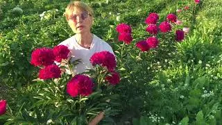Kansas peony. Pulkovo Garden.