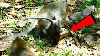 Pitiful.... Baby monkey failure _{complication}