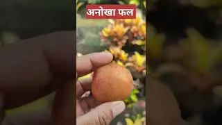 अनोखा फल
