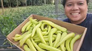 Quick Tip on Harvesting Peppers | Gardening in Kentucky