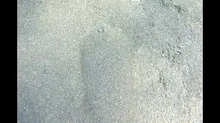 Nevíte, jak se tento vodní živočich jmenuje?