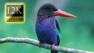 12K HDR 60fps Dolby Vision -Amazing Small BIRDS - Colorful Wild Animals