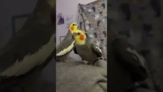 Birds Singing Cute