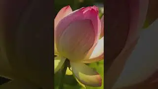 Guided Meditation: A Kind, Witnessing Presence