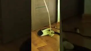 Приколы с котами озвучка без мата - Смешные коты 2021 и приколы с животными  Funny ANIMALS video 2