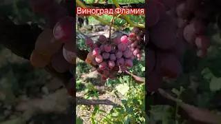 Виноград Фламия                         #виноград #донецк