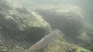 Cari ribolova Babice za mladice - Danube Salmon (Hucho hucho) Conservation Programme in Serbia
