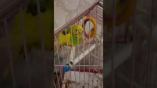 наш питомец