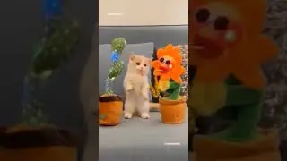 funny animals 😂 #funny #funnyanimals