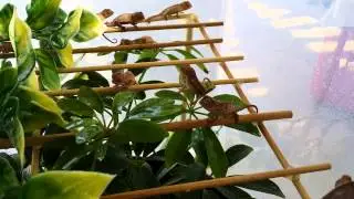 Baby Chameleons Drinking Water