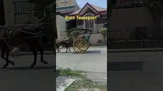 Rare Transport
