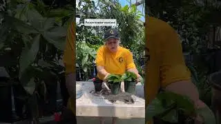 Part 2: Transferring Pothos Propagations to Soil
