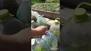 Жара в конце августа в Подмосковье. Черенкованные розы приходится притенять.