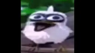 TOP 5 BIRD