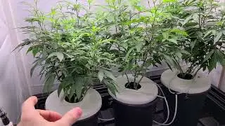 Growing Cannabis using Gaia Green Organic Nutrients