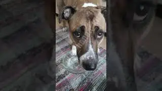 Покажи на Покажи #shorts