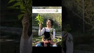 Isırgan dalar ebegümeci yalar🌿☝️ #àlaşerife