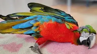 Попугай Ара играет.Эмма кушает