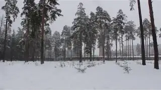 В Парковском лесу