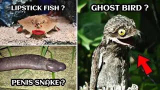 STRANGE ANIMALS IN THE WORLD | TIPS O TIPS