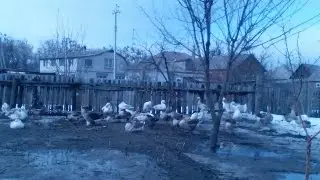 гуси и их личная охрана
