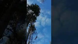 май