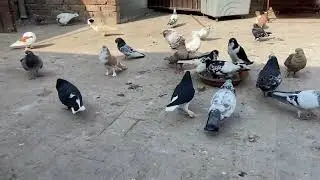 Pigeon daily update 🕊️🔥🥰💯
