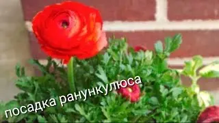 Посадка ранункулюса (лютик)