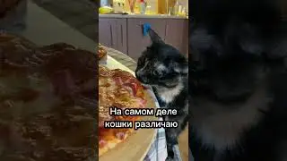 Как видят мир кошки?🐱💫 