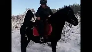 Собака на коне