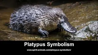 Platypus Symbolism