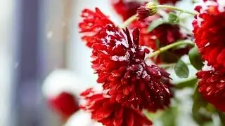 Wissen zu Spiegelneuronen
