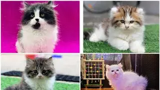 Persian Cats Kittens For Sale In Mumbai | Cutecats Cattery💞 | 😻Doll Face Persian cats | 📞6392929085