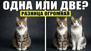 One Cat or Two: 17 Differences You Learn TOO LATE!
