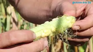 So schlimm ist die Dürre für unsere Landwirte