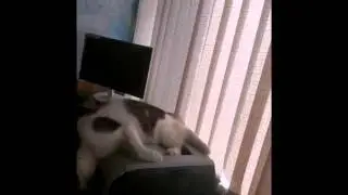 Кот спит видит кошмар и падает