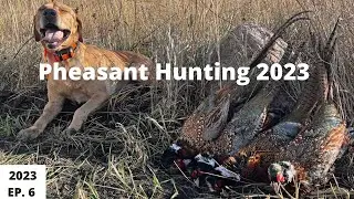 Iowa Pheasant Hunting 2023 EP. 6