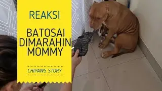REAKSI BATOSAI DIOMELIN MOMMY