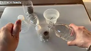 How To Grow Passion Fruit From Seed Easy 100% (Cách Ươm Hạt Chanh Dây Dễ Dàng 100%)
