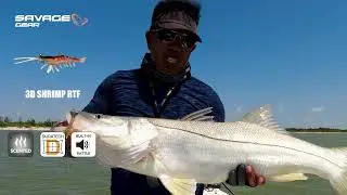 3D Shrimp for big snook