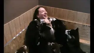 Husky Puppies Attack Unsuspecting Girl!!!!!!