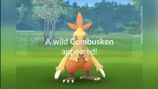 Wild Combusken in Pokemon Go #shorts #short #PokemonGo