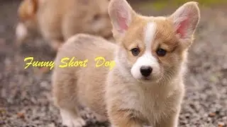 Corgi jumping the stairs. Corgi puppy for the first time climbed the stairs