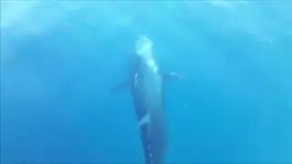 Feeding Bluefin tunas (Thunnus thynnus)
