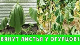 ПОЧЕМУ ВЯНУТ ЛИСТЬЯ ОГУРЦОВ в теплице и открытом грунте
