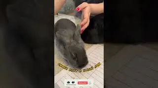 Крольчиха Смоки , едет в новый дом. 