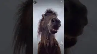 #funnyvideo