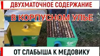 Двухматочное содержание в вертикальном улье. От слабышей к МЕДОВИКУ.