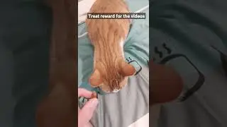 Treat