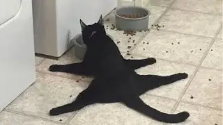 Funny Cats Videos 2022  - Watch when you feel sad 😭😹